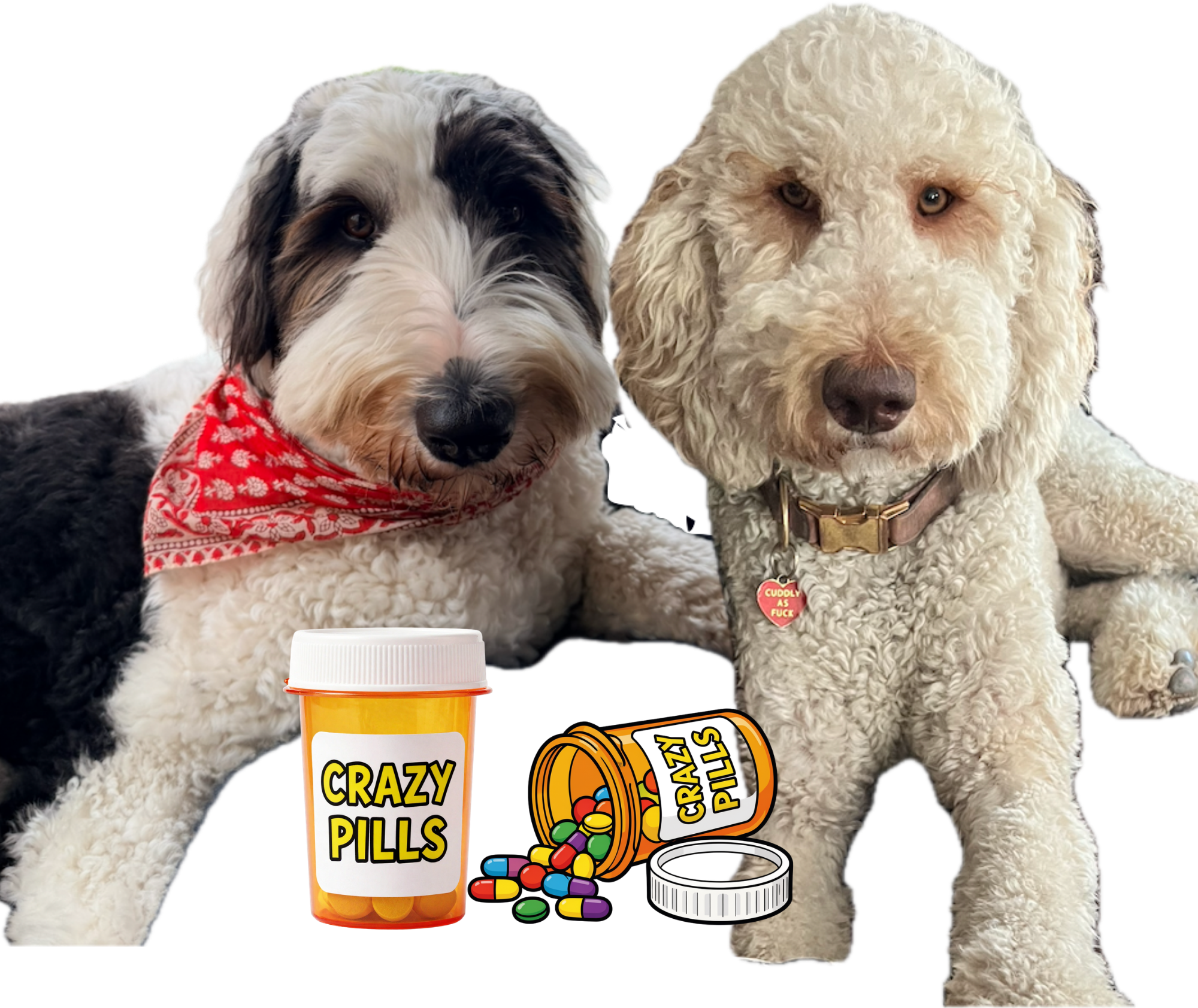 Parker and Lindsey, two fluffy doodles